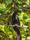 Red-tailed black cockatoo