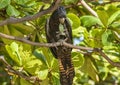 Red-tailed black cockatoo