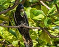 Red-tailed black cockatoo