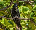 Red-tailed black cockatoo