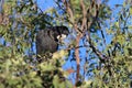 red-tailed black cockatoo (Calyptorhynchus banksii) Queensland ,Australia Royalty Free Stock Photo