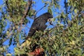 red-tailed black cockatoo (Calyptorhynchus banksii) Queensland ,Australia Royalty Free Stock Photo