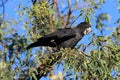 red-tailed black cockatoo (Calyptorhynchus banksii) Queensland ,Australia Royalty Free Stock Photo