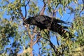 red-tailed black cockatoo (Calyptorhynchus banksii) Queensland ,Australia Royalty Free Stock Photo