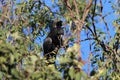 red-tailed black cockatoo (Calyptorhynchus banksii) Queensland ,Australia Royalty Free Stock Photo