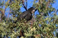 red-tailed black cockatoo & x28;Calyptorhynchus banksii& x29; Queensland ,Australia Royalty Free Stock Photo