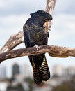 Red-tailed black cockatoos