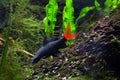 Red-tailed black shark (Epalzeorhynchos bicolor)