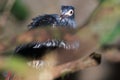 Red-tailed blue-pigeon