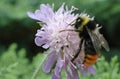 Red tailed bumble bee (Bombus lapidarius) Royalty Free Stock Photo