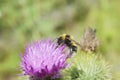 Red Tailed Bumble Bee on a Cardoon Flower Royalty Free Stock Photo