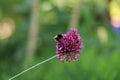 red tailed bumble bee on a round headed garlic flower Royalty Free Stock Photo