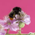 Red-tailed bumblebee, Bombus lapidarius Royalty Free Stock Photo