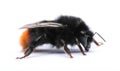 Red-tailed bumblebee Royalty Free Stock Photo