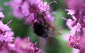 Red tailed bumblebee Royalty Free Stock Photo