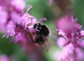 Red tailed bumblebee Royalty Free Stock Photo