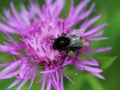 Red tailed bumblebee Royalty Free Stock Photo