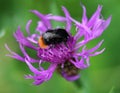 Red tailed bumblebee Royalty Free Stock Photo