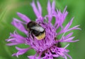 Red tailed bumblebee Royalty Free Stock Photo