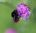 Red tailed bumblebee Royalty Free Stock Photo