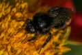 Red Tailed Bumblebee Royalty Free Stock Photo