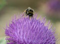 Red-tailed Bumblebee Royalty Free Stock Photo