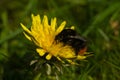 Red-tailed bumblebee on Dandelion Royalty Free Stock Photo