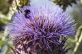 Red tailed Bumblebee feeding on a Cardoon Flower Royalty Free Stock Photo