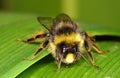 Red tailed Bumblebee - Male Lapidarius species Royalty Free Stock Photo