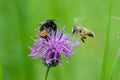 Red-tailed bumblebee and an osp Royalty Free Stock Photo