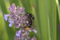 Red-tailed bumblebee pollinates catmint - Nepeta