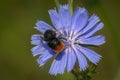 Red-tailed bumblebee on a single sky blue flower of common chicory Royalty Free Stock Photo