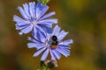 Red-tailed bumblebee on sky blue flowers of common chicory. - S Royalty Free Stock Photo