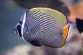 Red-tailed butterflyfish (Chaetodon collare) Royalty Free Stock Photo