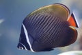 Red-tailed butterflyfish Chaetodon collare Royalty Free Stock Photo