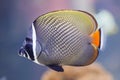 Red-tailed butterflyfish Chaetodon collare Royalty Free Stock Photo