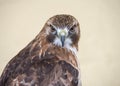 Red Tailed Buzzard