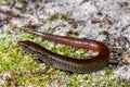 Red-tailed Calyptotis Skink Royalty Free Stock Photo