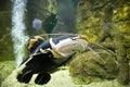 Red-tailed catfish. a large baleen fish Royalty Free Stock Photo