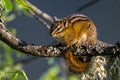 Red-tailed Chipmunk on a Tree Royalty Free Stock Photo