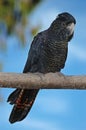 Red-tailed cockatoo