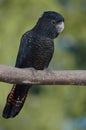 Red-tailed cockatoo