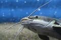 Red tailed flathead catfish in closeup in an aquarium.