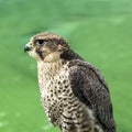 Red-tailed Royalty Free Stock Photo