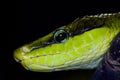 SERPENT RATIER A QUEUE ROUGE  gonyosoma oxycephala Royalty Free Stock Photo