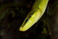 RED-TAILED GREEN RAT SNAKE gonyosoma oxycephala, HEAD OF ADULT