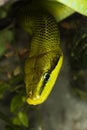 RED-TAILED GREEN RAT SNAKE gonyosoma oxycephala, HEAD OF ADULT Royalty Free Stock Photo