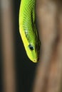red tailed green ratsnake Royalty Free Stock Photo