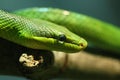 Red tailed green ratsnake