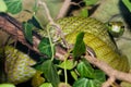 Red Tailed Green Ratsnake Royalty Free Stock Photo